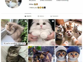 2K Cute Cats Instagram Account for sale