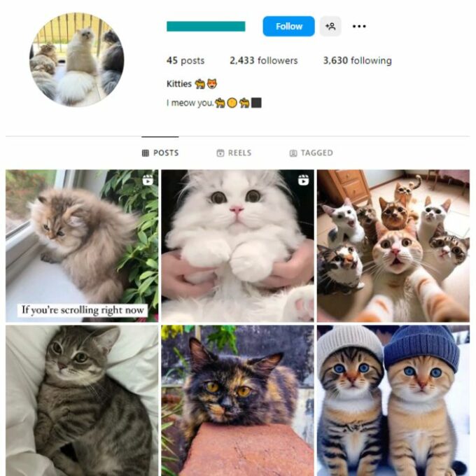 2K Cute Cats Instagram Account for sale