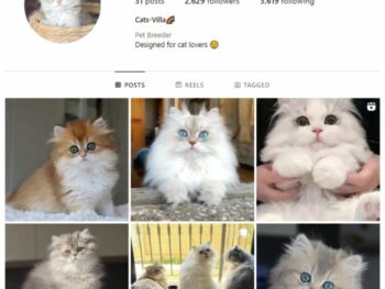 2K Cute Cats Instagram Account for sale