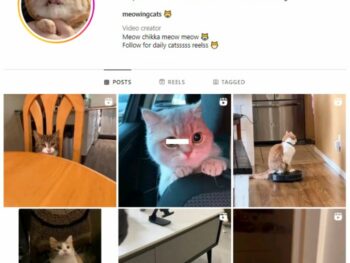2K Kittens Cats Instagram Account for sale