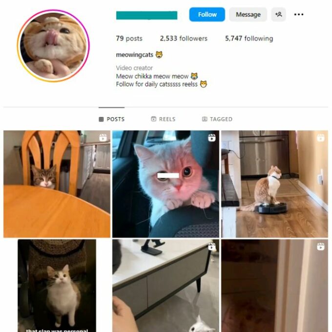 2K Kittens Cats Instagram Account for sale