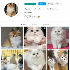 2K Kittens Cats Instagram Account for sale