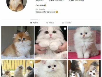 2K Kittens Cats Instagram Account for sale