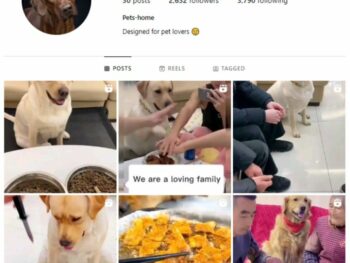 2K Labrador Dogs Instagram Account for sale