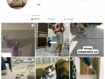 2K Pets Cats Instagram Account for sale