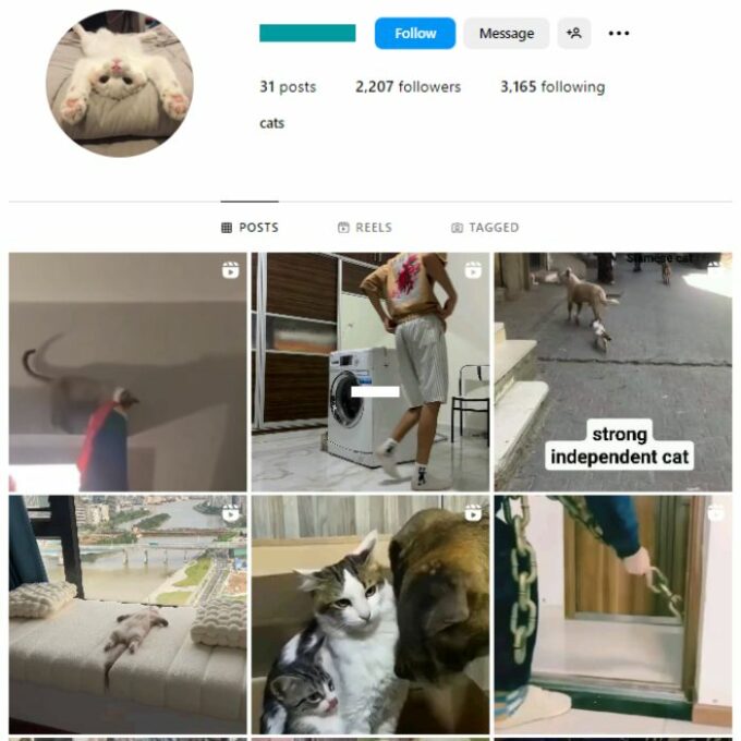 2K Pets Cats Instagram Account for sale