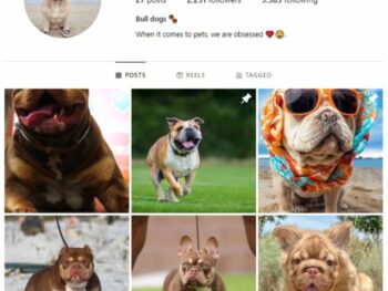 2K Pets Dogs Instagram Account for sale