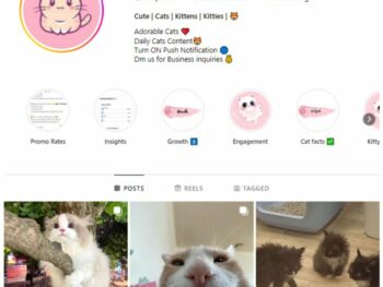 320K Kittens Cats Instagram Account for sale