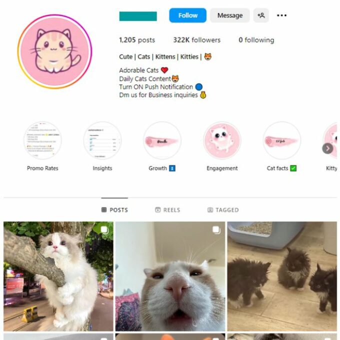 320K Kittens Cats Instagram Account for sale