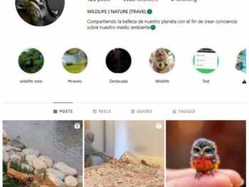 330K Animals Wildlife Instagram Account for sale