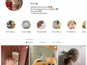 50K Kittens Cats Instagram Account for sale