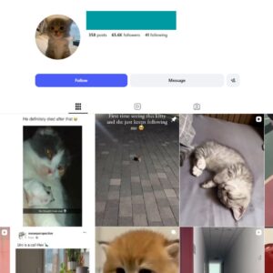 65K Kittens Cats Instagram Account for Sale