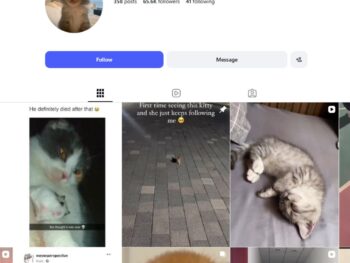 65K Kittens Cats Instagram Account for Sale