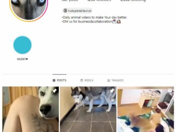 120K Husky Dogs Instagram Account for sale