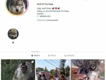 275k Wolfdogs Pets Instagram Account for sale