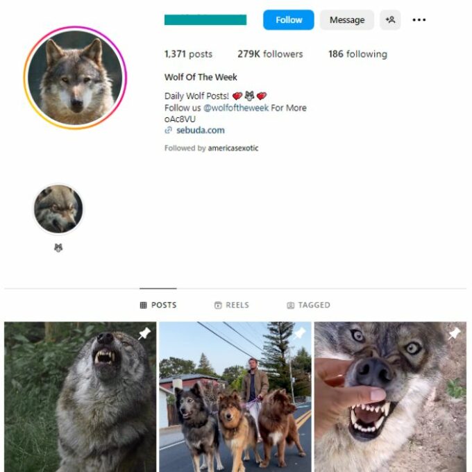 275k Wolfdogs Pets Instagram Account for sale