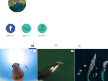 750K Ocean Wild Life Instagram Account for Sale