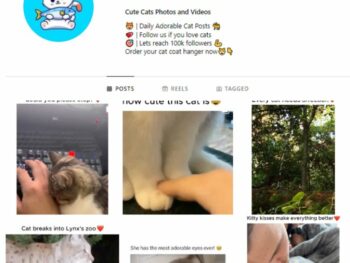 90K Cute Cats Instagram Account for sale
