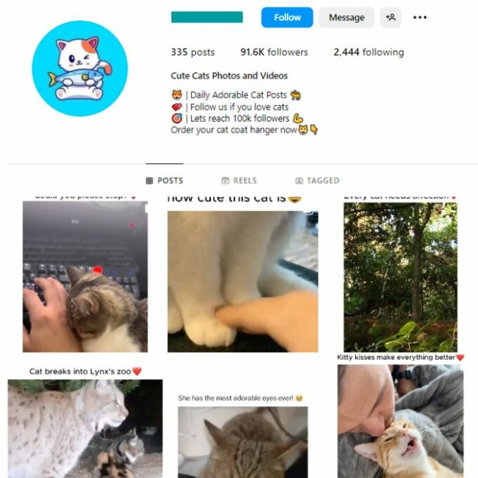 90K Cute Cats Instagram Account for sale