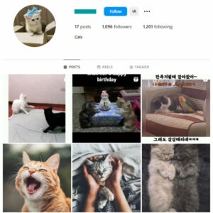 1K Cats Kittens Instagram Account for sale