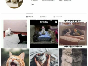 1K Cats Kittens Instagram Account for sale