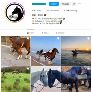 240K Horses Animals Instagram Account for sale