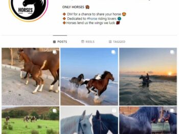 240K Horses Animals Instagram Account for sale