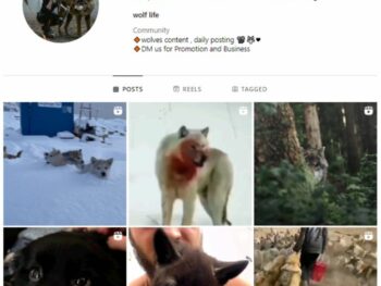 25K Wolf Dog Instagram Account for sale