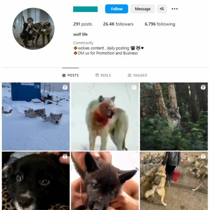25K Wolf Dog Instagram Account for sale