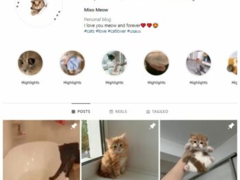 2K Cats Kittens Instagram Account for sale