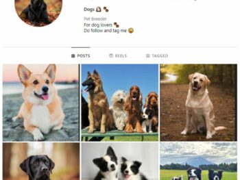 2K Dogs Pets Instagram Account for sale