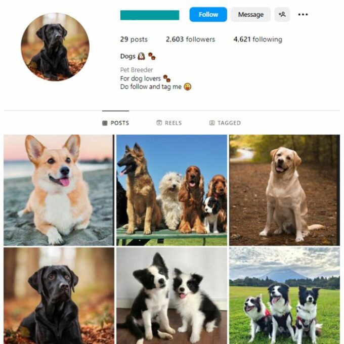 2K Dogs Pets Instagram Account for sale