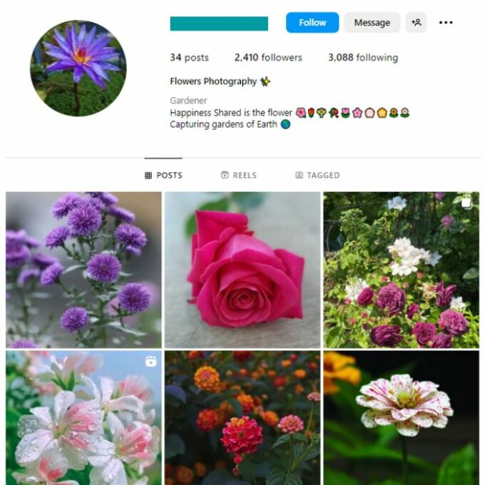 2K Nature Flowers Instagram Account for sale