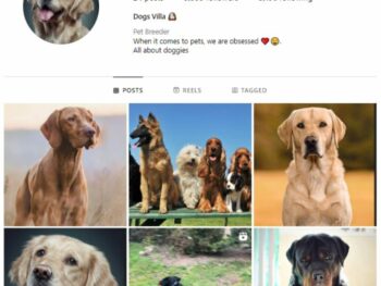 3K Pets Dogs Instagram Account for sale