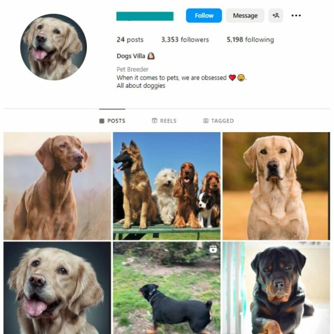 3K Pets Dogs Instagram Account for sale