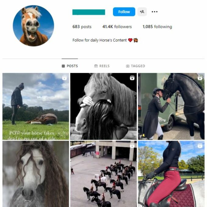 40K Horses Animals Instagram Account for sale