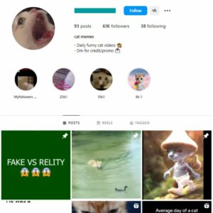 60K Cats Kittens Instagram Account for sale