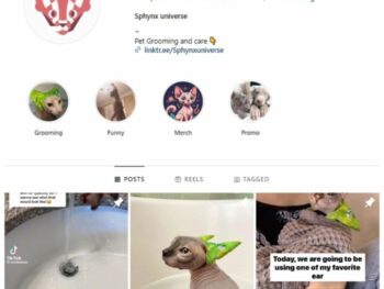 60K Sphynx Cat Instagram Account for sale