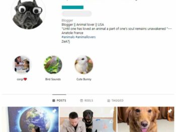 8K Pets Dogs Instagram Account for sale