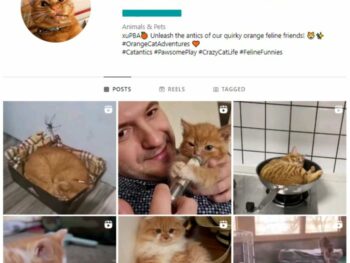 20K Cats Kittens Instagram Account for sale