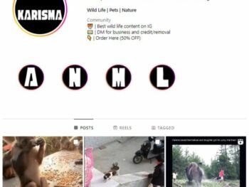 130K Wildlife Animals Instagram Account for sale