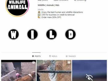 160K Animals Wildlife Instagram Account for sale