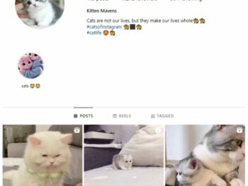 7K Cute Cats Instagram Account for sale