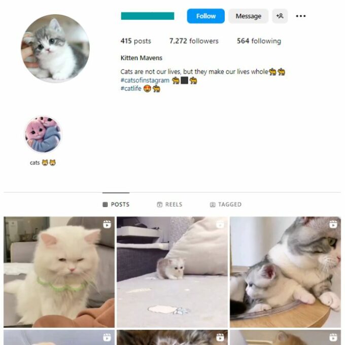 7K Cute Cats Instagram Account for sale