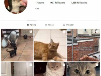 900 Followers Cute Cats Instagram Account for sale