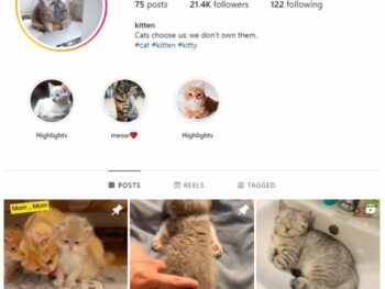 20K Cats Pets Instagram Account for sale