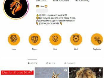 320k Animal Lions Instagram Account for sale