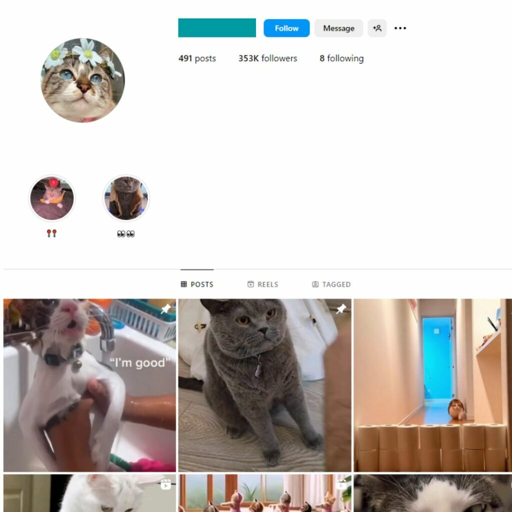 350K Cats Pets Instagram Account for Sale