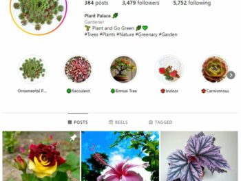 3K Plant Flowers Instagram Account for sale