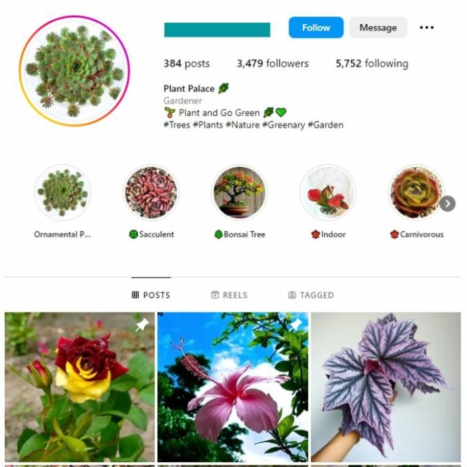 3K Plant Flowers Instagram Account for sale